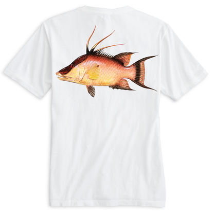 Saltwater Born Key West, FL Hogfish