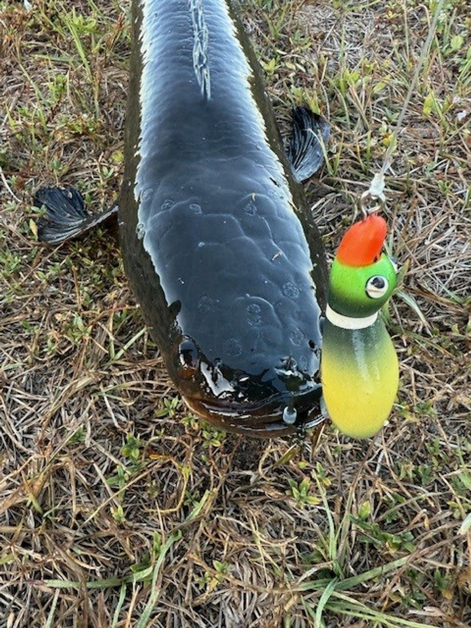 High Octane XL Ducks