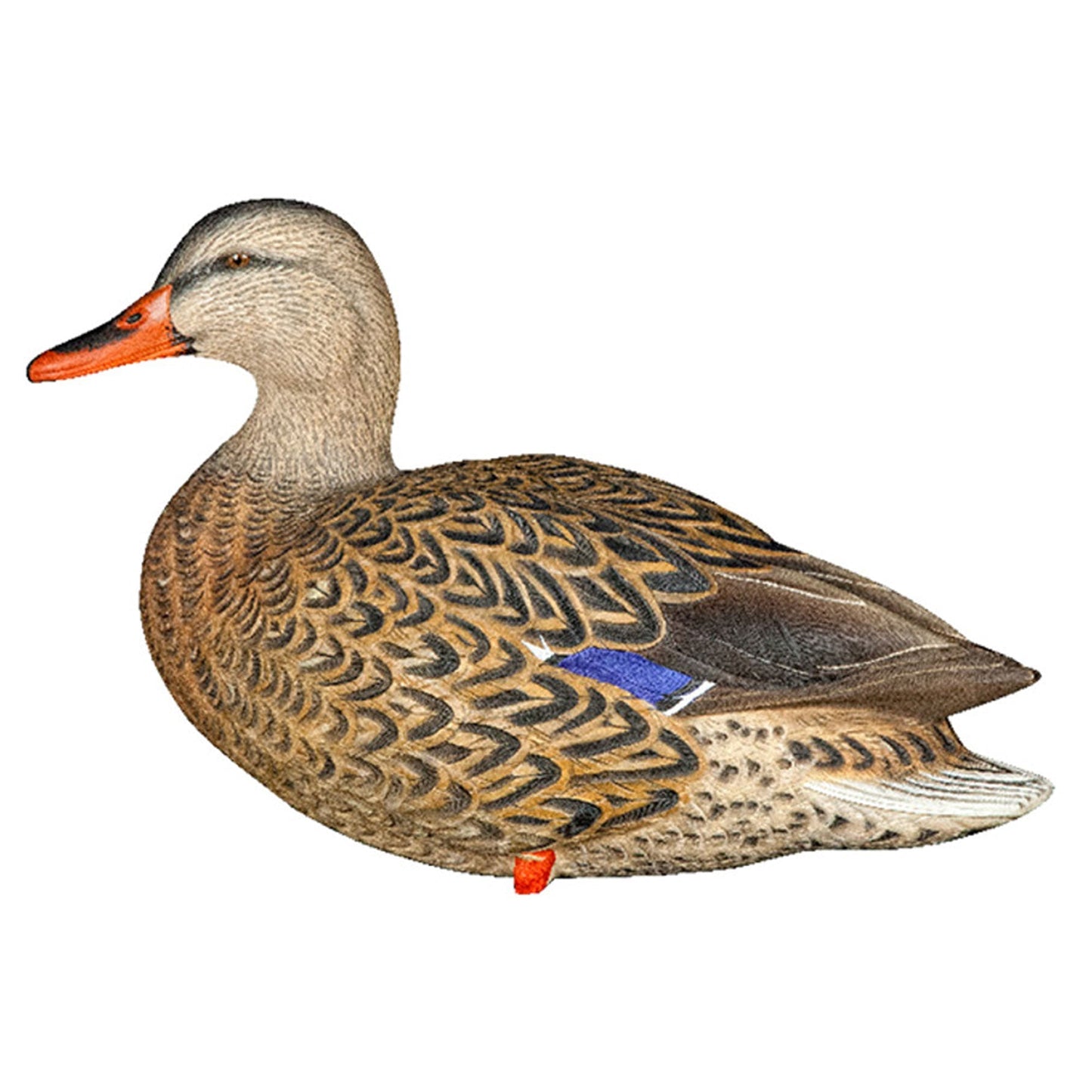 Avian X AXP Full Body Mallards Decoy, Ultra Realistic and Wind Activated, 6 Pack - Angler's Pro Tackle & Outdoors