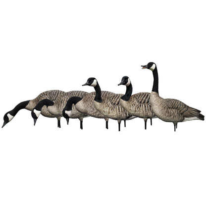 Avian X AXP Honkers Full Body Realistic Paint Canada Goose Decoys Fusion Pack - Angler's Pro Tackle & Outdoors