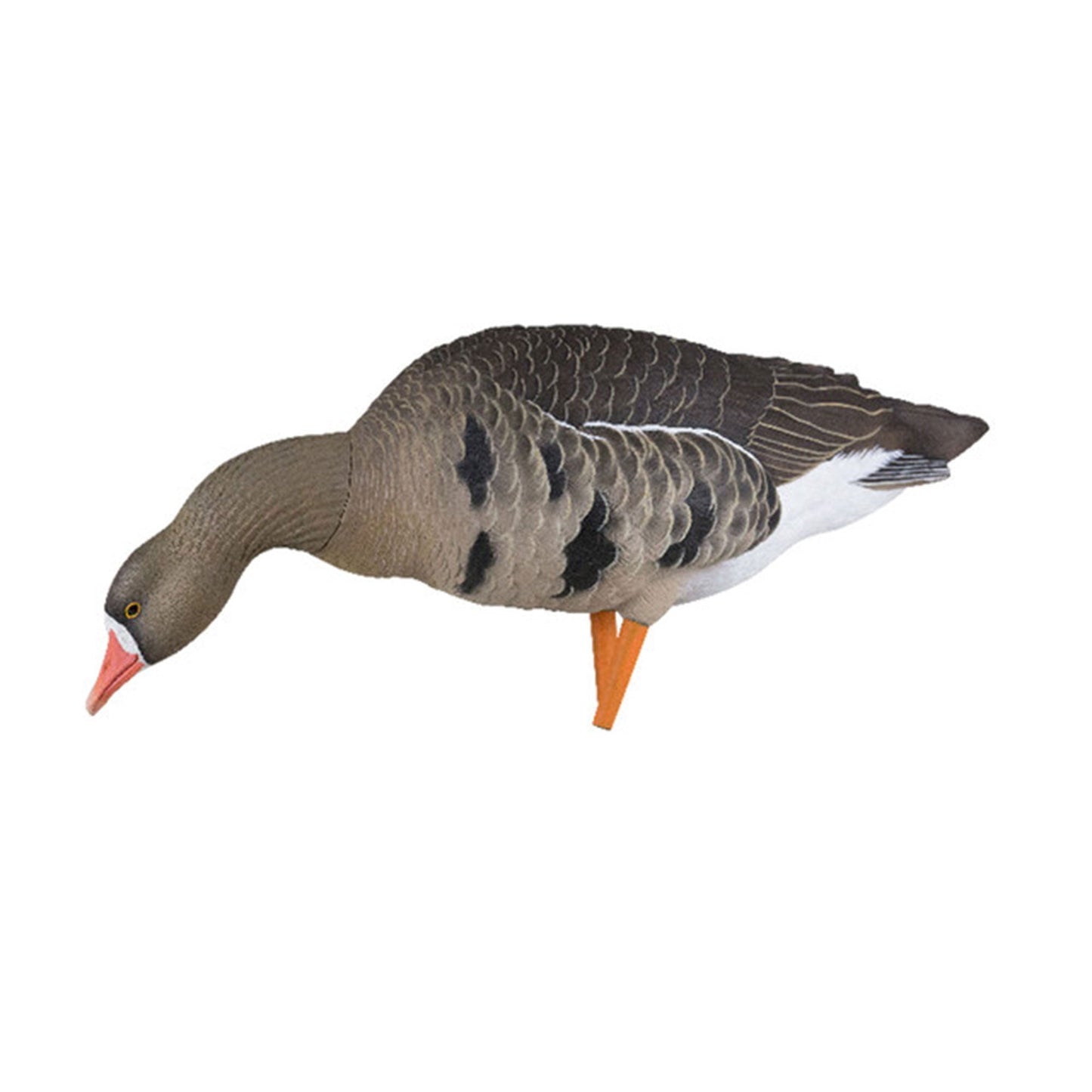 Avian X AXP Specklebelly Decoy Fusion Pack with Lasting Finish and Bag, 6 Pack - Angler's Pro Tackle & Outdoors