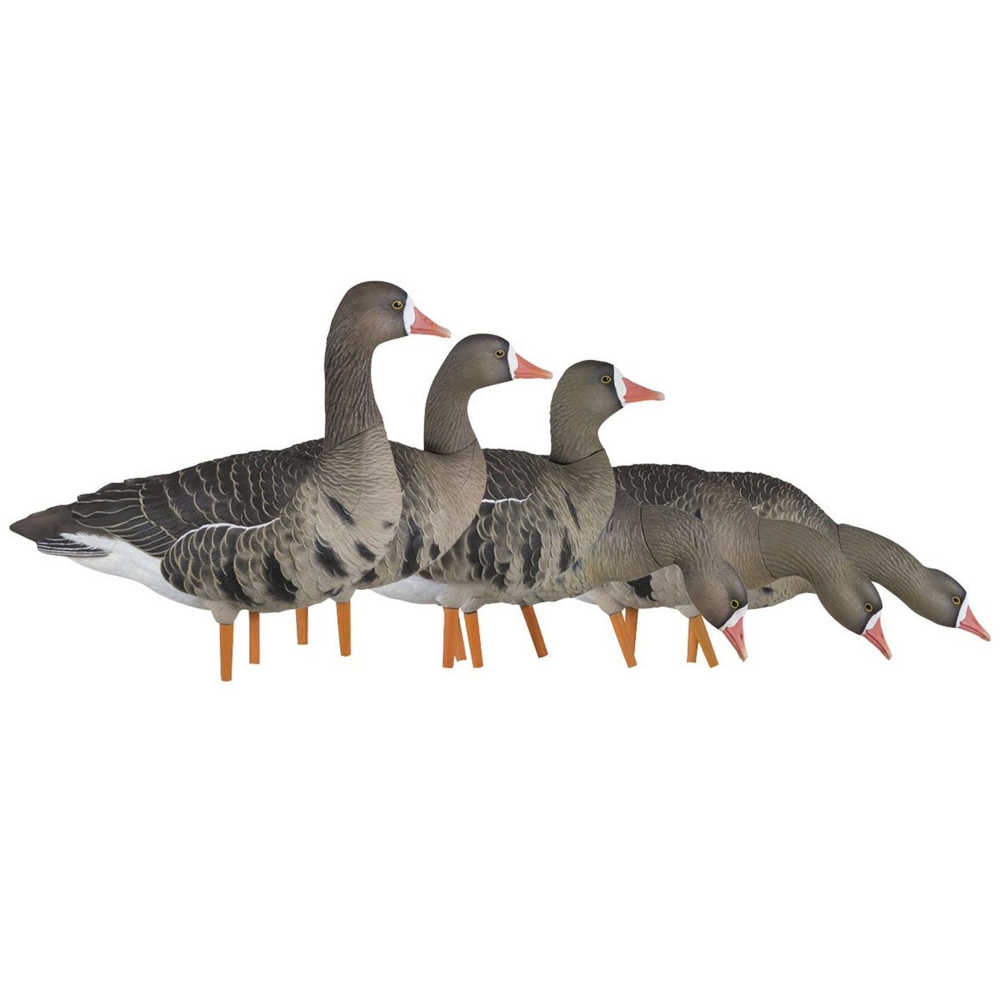 Avian X AXP Specklebelly Decoy Fusion Pack with Lasting Finish and Bag, 6 Pack - Angler's Pro Tackle & Outdoors