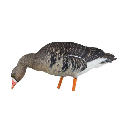 Avian X AXP Specklebelly Decoy Fusion Pack with Lasting Finish and Bag, 6 Pack - Angler's Pro Tackle & Outdoors