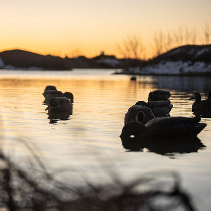 Avian X Topflight Backwater Mallards Decoys, Ultra Realistic Floating, 6 Pack - Angler's Pro Tackle & Outdoors