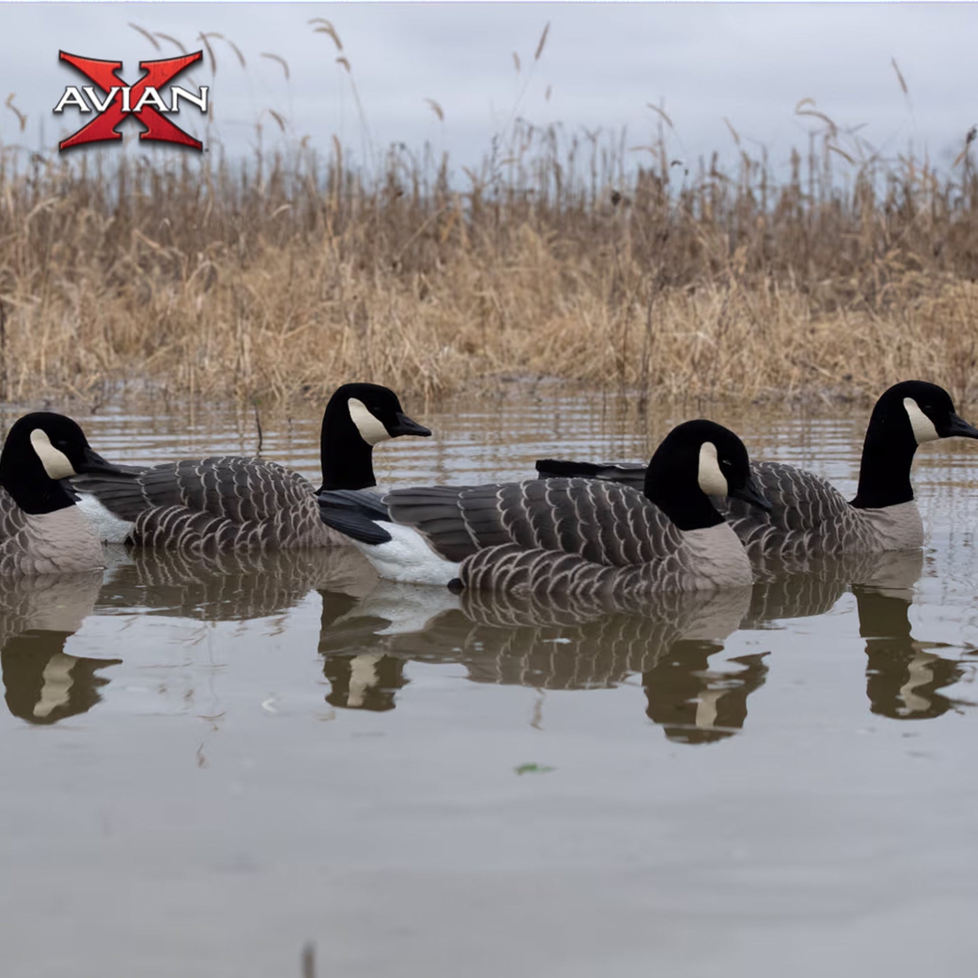 Avian X Topflight Lessers Floating Goose Hunting Decoys for Hunting Purposes - Angler's Pro Tackle & Outdoors