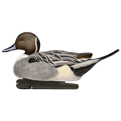 Avian X Topflight Pintails, Realistic Floating Decoys, Set of 6, Multicolor - Angler's Pro Tackle & Outdoors