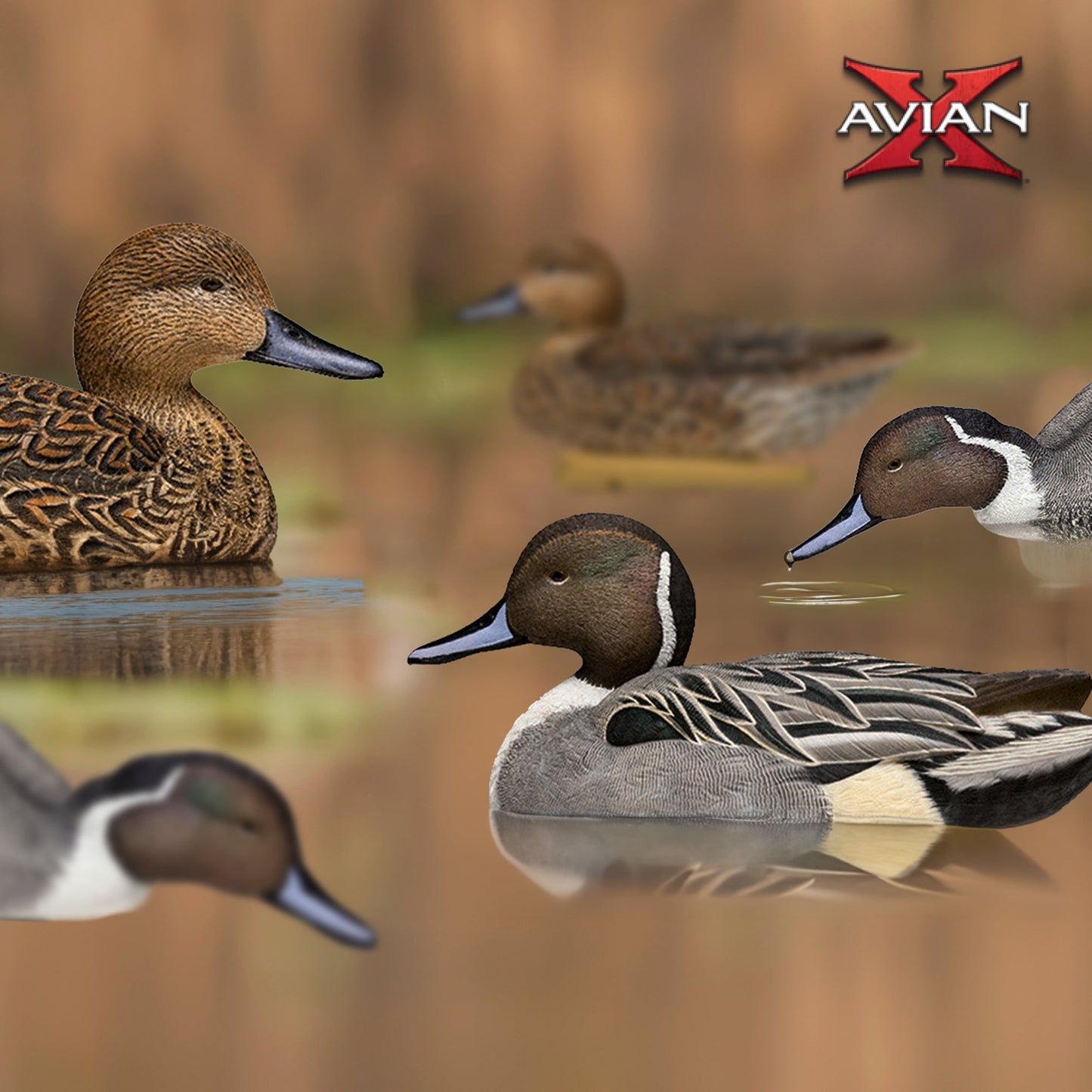 Avian X Topflight Pintails, Realistic Floating Decoys, Set of 6, Multicolor - Angler's Pro Tackle & Outdoors