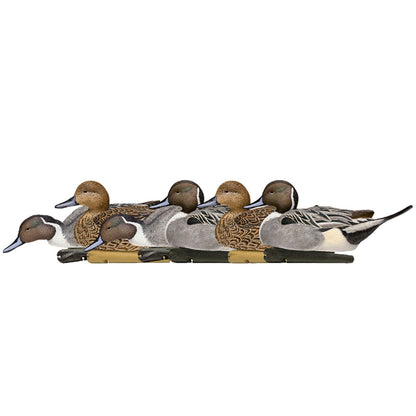 Avian X Topflight Pintails, Realistic Floating Decoys, Set of 6, Multicolor - Angler's Pro Tackle & Outdoors