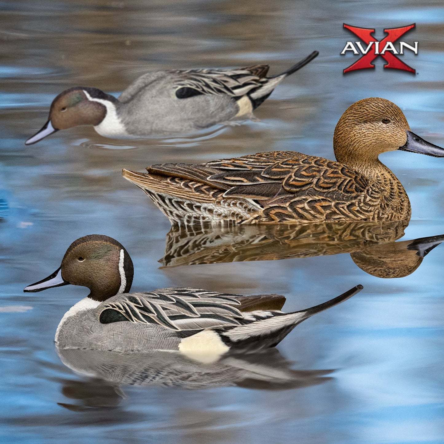 Avian X Topflight Pintails, Realistic Floating Decoys, Set of 6, Multicolor - Angler's Pro Tackle & Outdoors