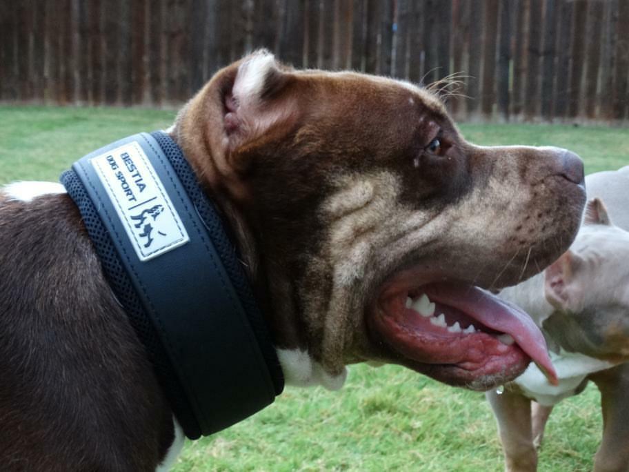 BESTIA DOG SPORT COLLAR - Angler's Pro Tackle & Outdoors