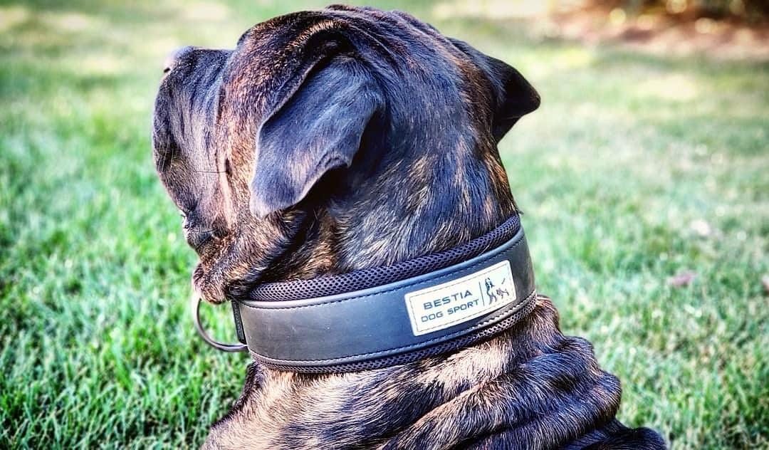 BESTIA DOG SPORT COLLAR - Angler's Pro Tackle & Outdoors