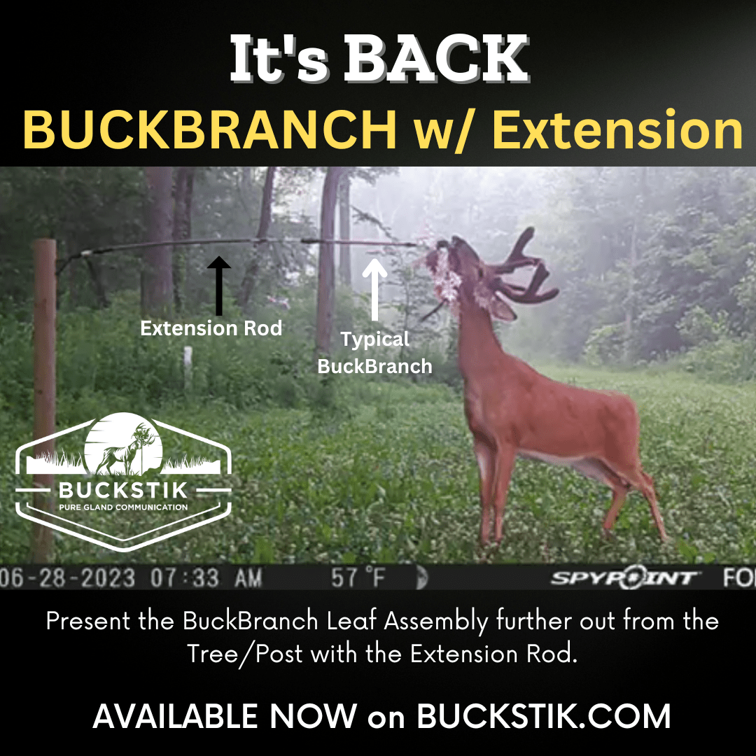BuckBranch w/ 3 pack of Glands - Angler's Pro Tackle & Outdoors