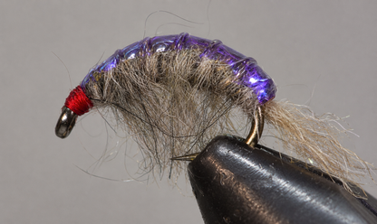 Stone Creek Molting Scuds