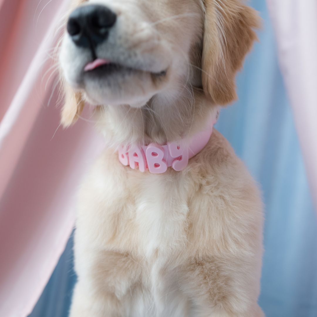 Springland Pets Waterproof Dog Collar