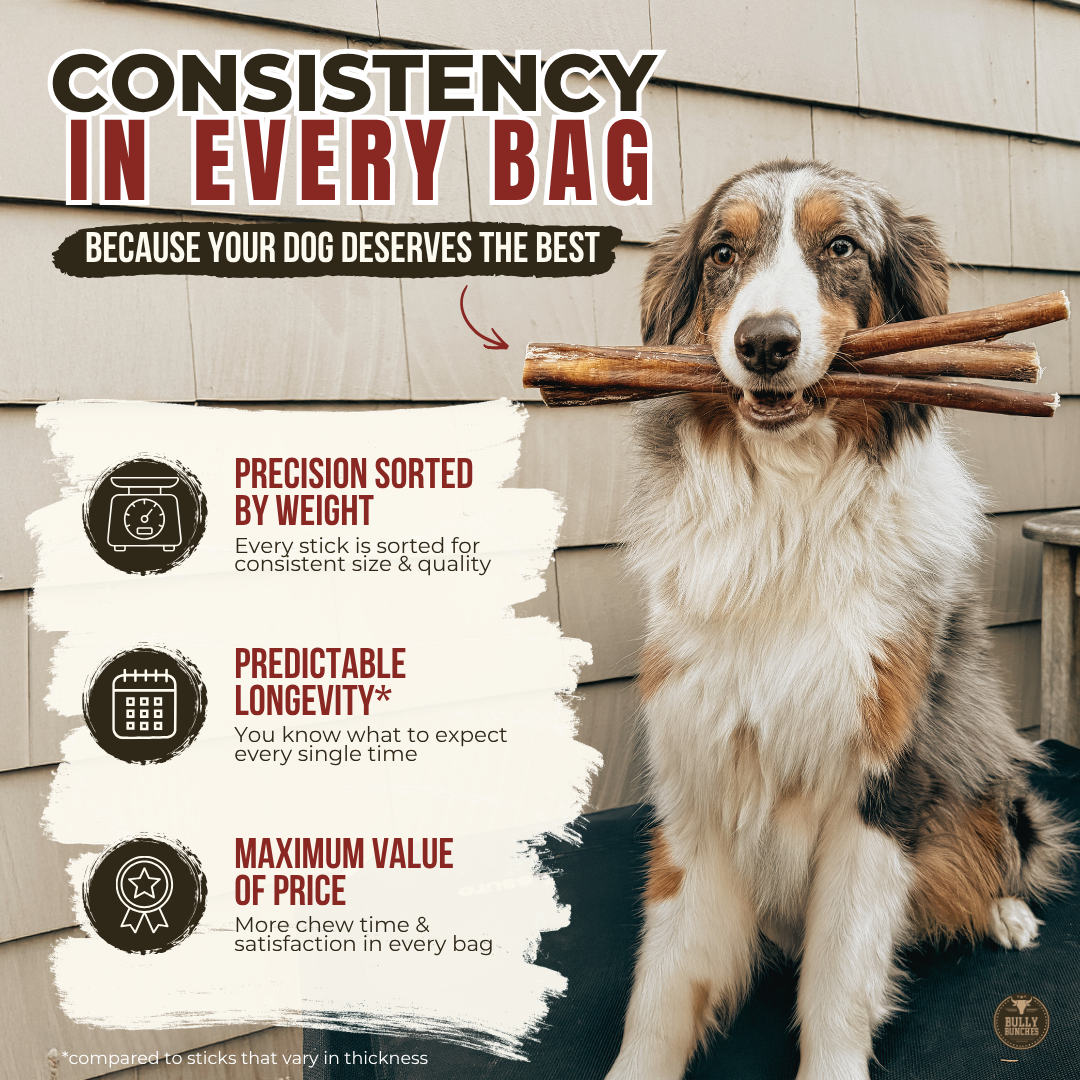 Bully Bunches - 12 Inch Jumbo Bully Stick