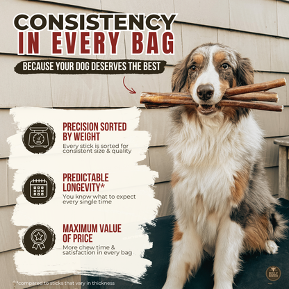 Bully Bunches - 6 Inch Standard Braided Bully Stick