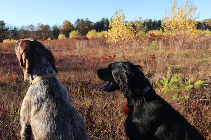 Whiskey Leatherworks Upland Dog Collars