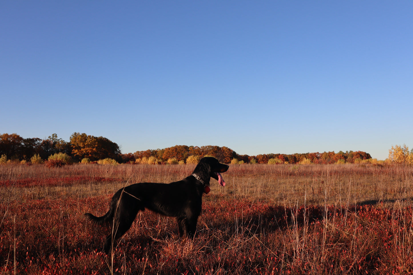 Whiskey Leatherworks Upland Dog Collars
