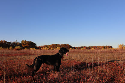 Whiskey Leatherworks Upland Dog Collars