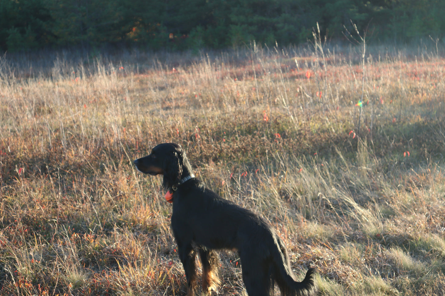 Whiskey Leatherworks Upland Dog Collars
