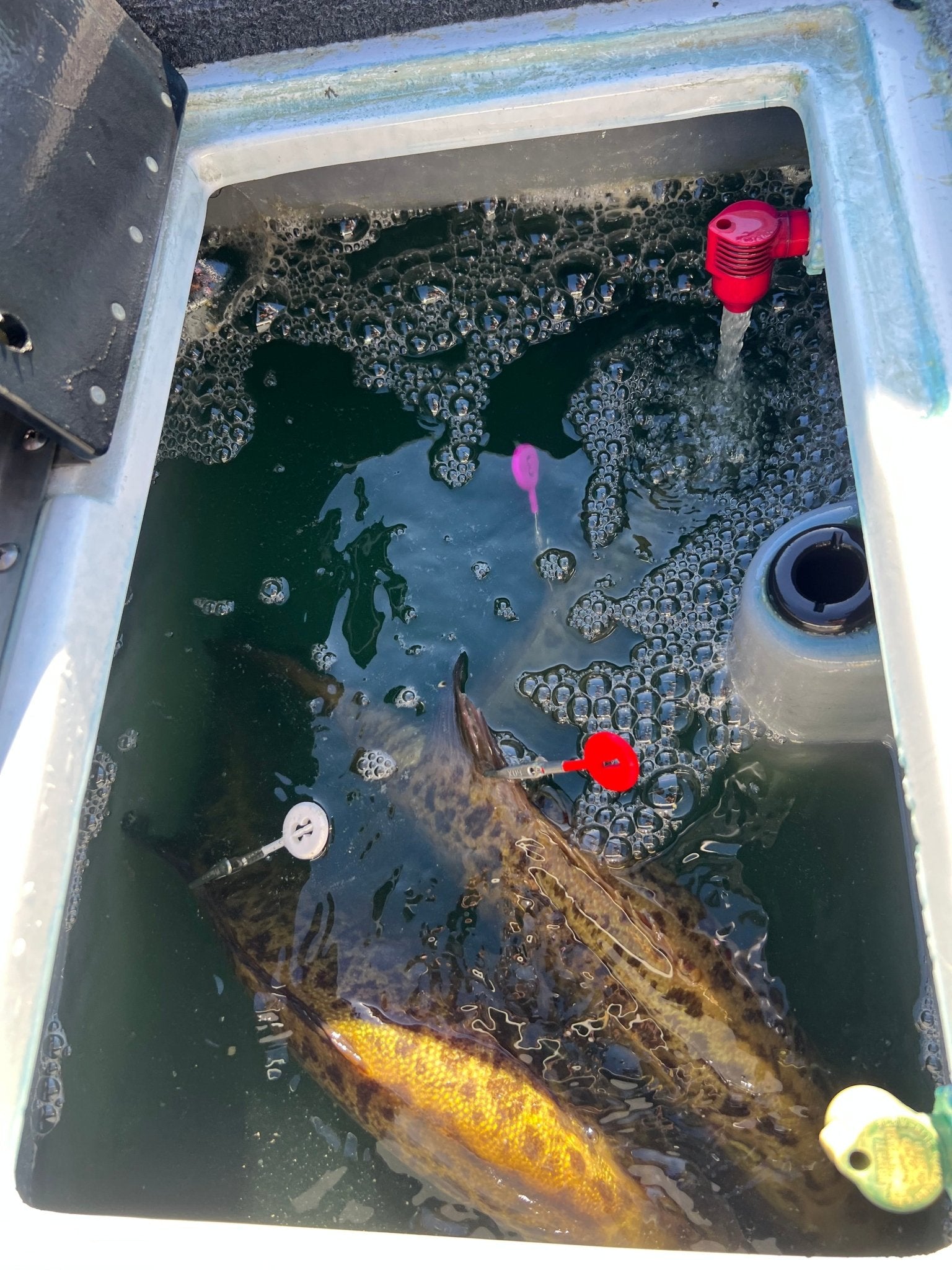 DD26 Fishing CULL ID tags - Angler's Pro Tackle & Outdoors