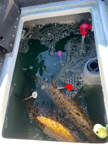 DD26 Fishing CULL ID tags - Angler's Pro Tackle & Outdoors