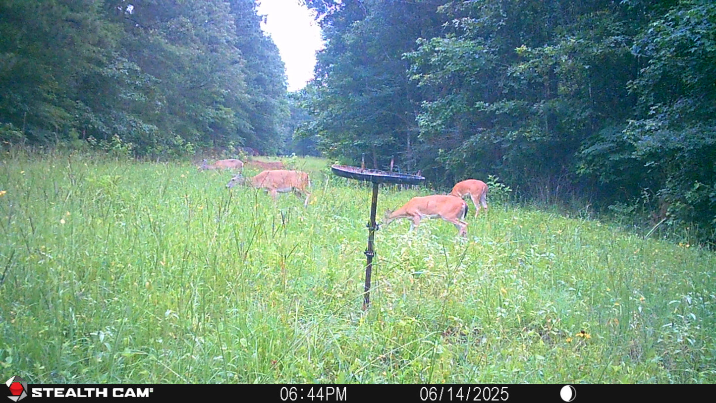 Air Boss Buck Weed ... Deer Love it!