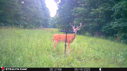 Air Boss Buck Weed ... Deer Love it!
