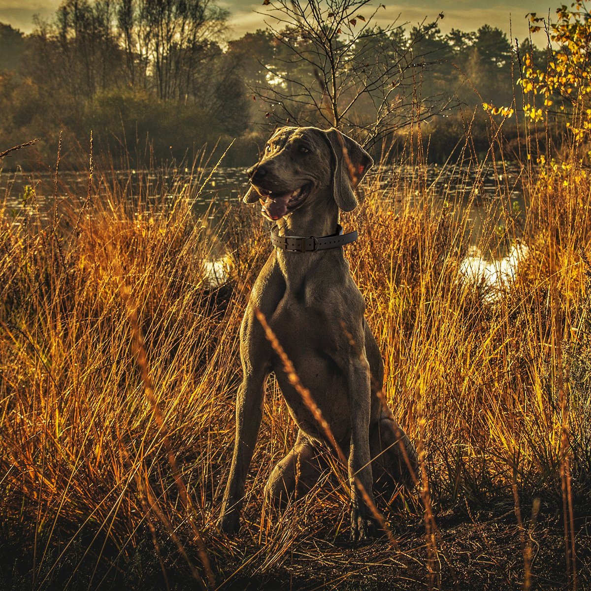 Dogline Biothane E - Collar Replacement Strap - Angler's Pro Tackle & Outdoors