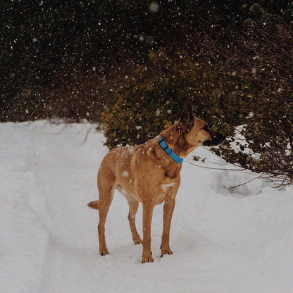 Dogline Biothane E - Collar Replacement Strap - Angler's Pro Tackle & Outdoors