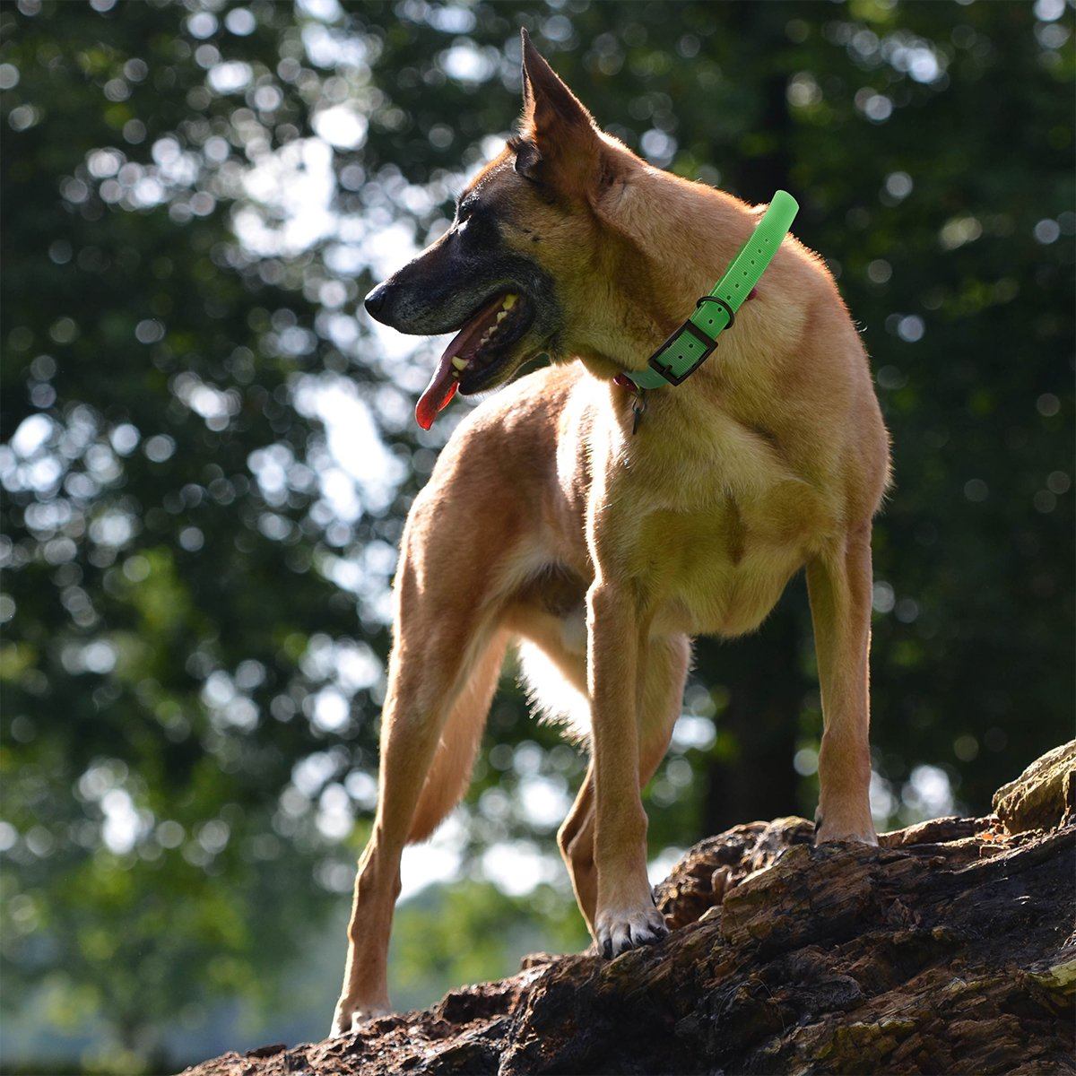 Dogline Biothane E - Collar Replacement Strap - Angler's Pro Tackle & Outdoors