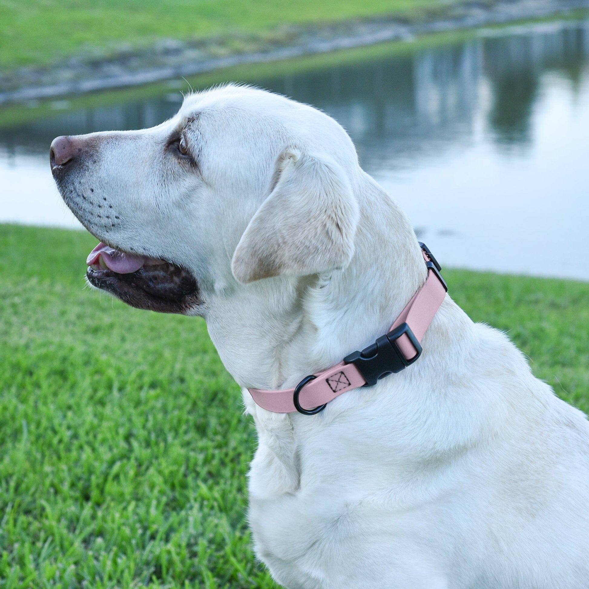 Dogline Biothane Waterproof Dog Collar with Quick Release Buckle - Angler's Pro Tackle & Outdoors