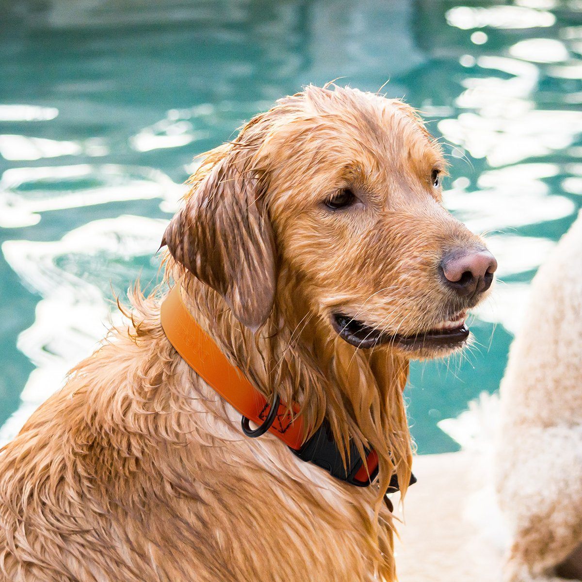 Dogline Biothane Waterproof Dog Collar with Quick Release Buckle - Angler's Pro Tackle & Outdoors