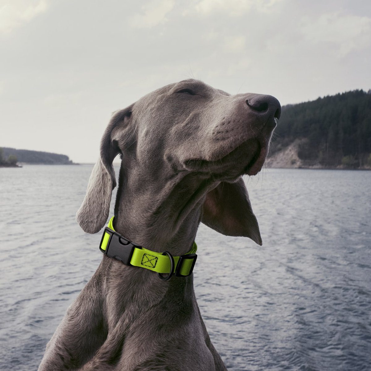 Dogline Biothane Waterproof Dog Collar with Quick Release Buckle - Angler's Pro Tackle & Outdoors