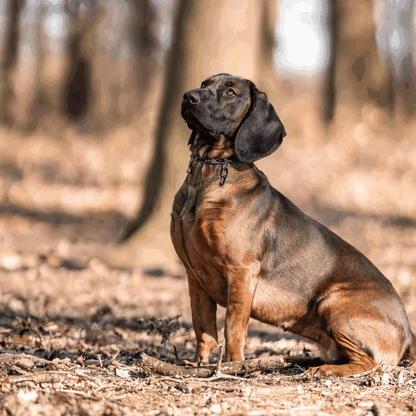 Dogline Herm Sprenger - Chain Collar with SPRENGER hook - Medium Links - Black Stainless Steel, 3 mm - Angler's Pro Tackle & Outdoors