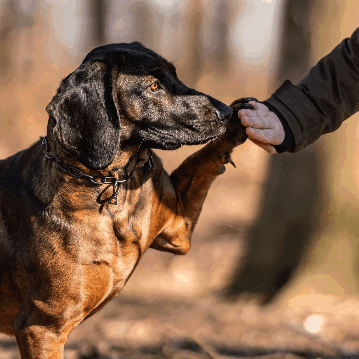 Dogline Herm Sprenger - Chain Collar with SPRENGER hook - Medium Links - Black Stainless Steel, 3 mm - Angler's Pro Tackle & Outdoors