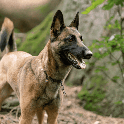 Dogline Herm Sprenger - Chain Collar with SPRENGER hook - Medium Links - Black Stainless Steel, 3 mm - Angler's Pro Tackle & Outdoors