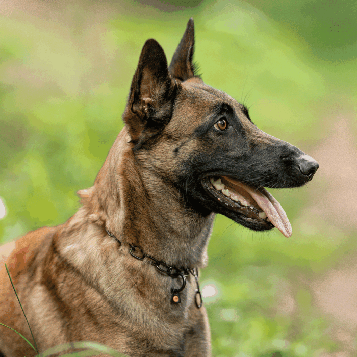 Dogline Herm Sprenger - Chain Collar with SPRENGER hook - Medium Links - Black Stainless Steel, 3 mm - Angler's Pro Tackle & Outdoors