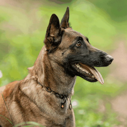 Dogline Herm Sprenger - Chain Collar with SPRENGER hook - Medium Links - Black Stainless Steel, 3 mm - Angler's Pro Tackle & Outdoors