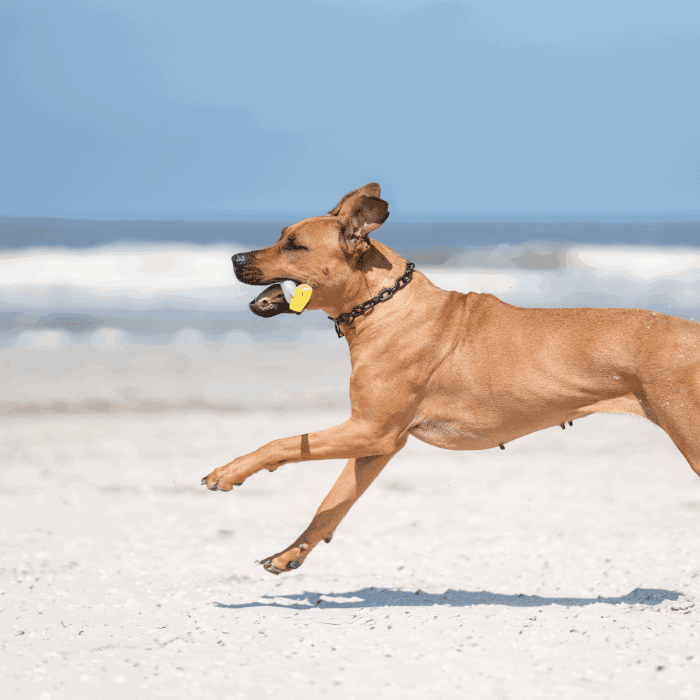 Dogline Herm Sprenger - Extra Strong Collar - Medium Links - Black Stainless Steel, 5mm - Angler's Pro Tackle & Outdoors