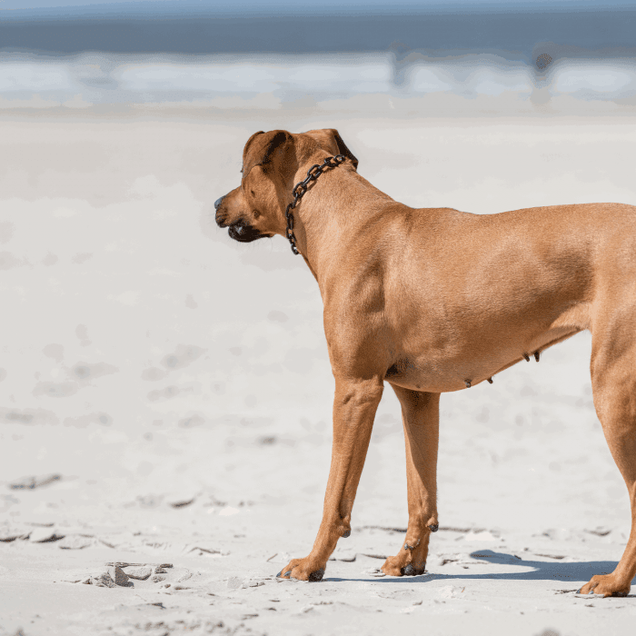 Dogline Herm Sprenger - Extra Strong Collar - Medium Links - Black Stainless Steel, 5mm - Angler's Pro Tackle & Outdoors