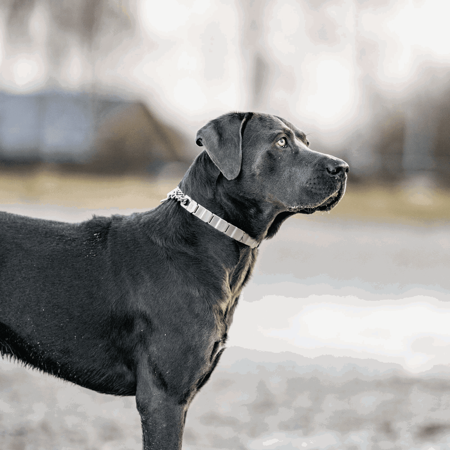 Dogline Herm Sprenger - NeckTech Sport with Assembly Chain and ClicLock - Stainless Steel - Angler's Pro Tackle & Outdoors