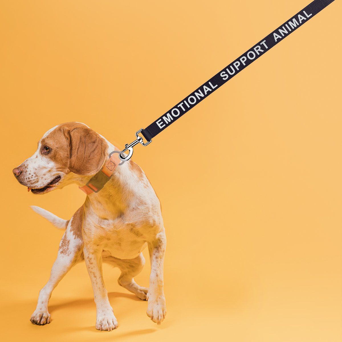 Dogline Reflective Nylon Leash - Angler's Pro Tackle & Outdoors
