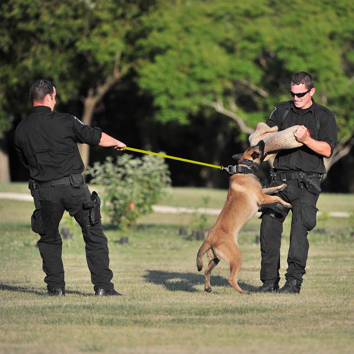 Dogline Viper Biothane Long Line 33 ft Lead with Brass Hardware - Angler's Pro Tackle & Outdoors