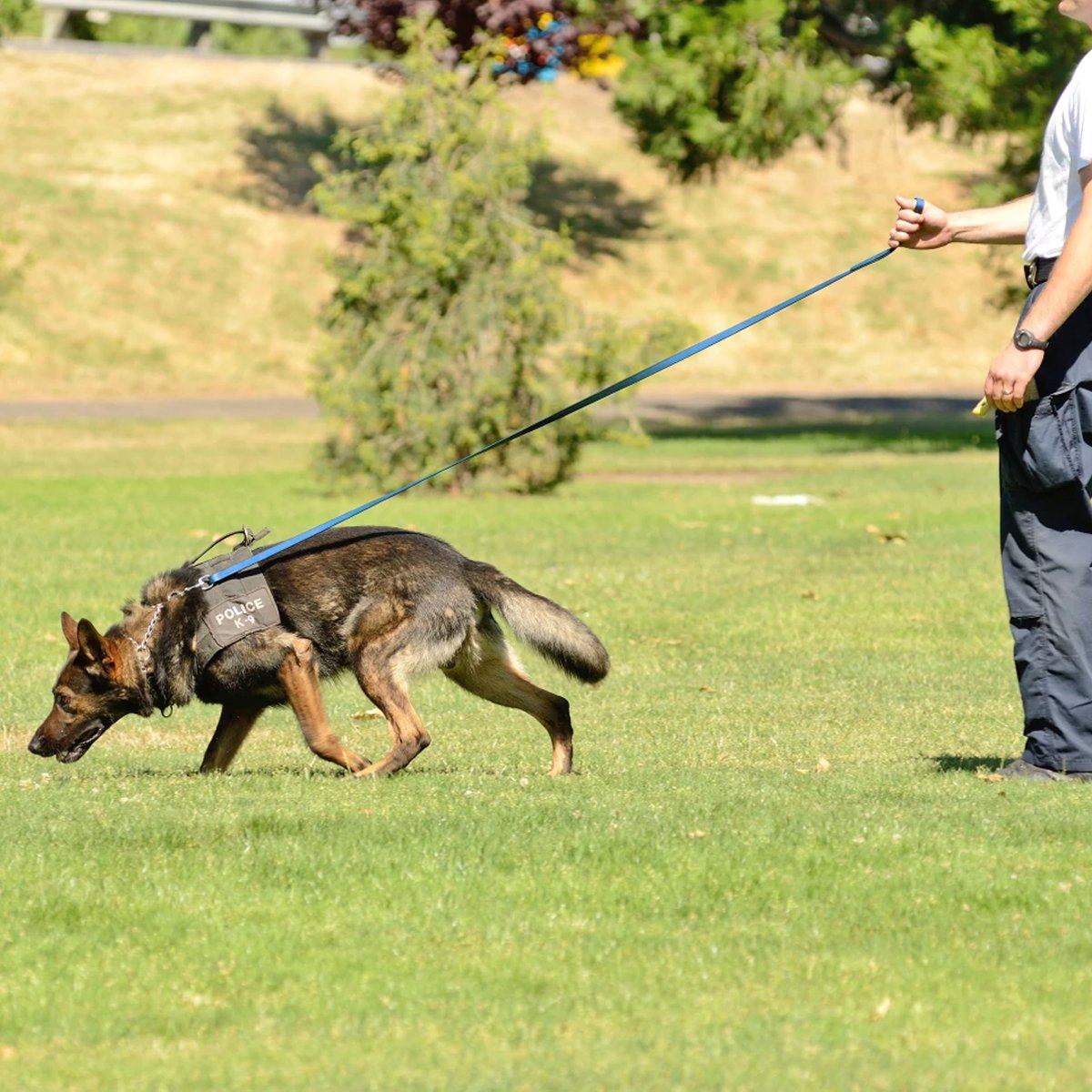 Dogline Viper Biothane Long Line 33 ft Lead with Brass Hardware - Angler's Pro Tackle & Outdoors