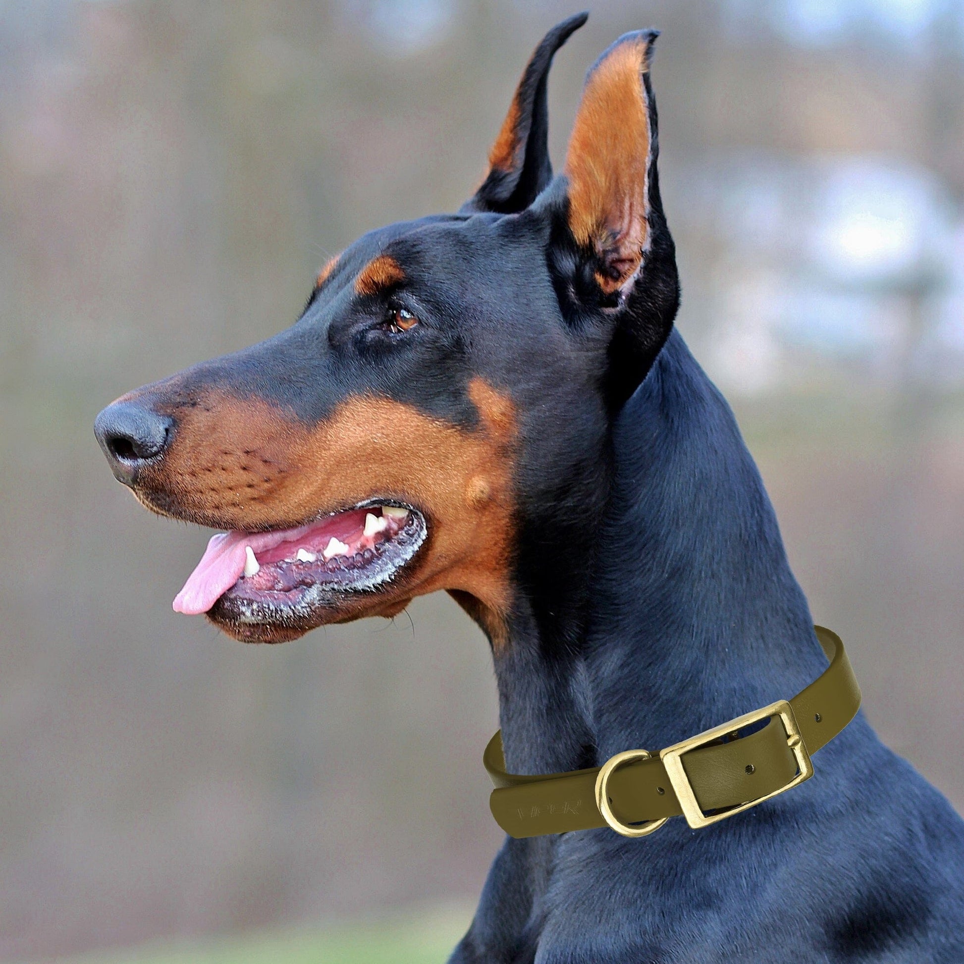 Dogline Viper Biothane Waterproof Dog Collar - Brass Hardware - Size S (12" - 15") - Angler's Pro Tackle & Outdoors