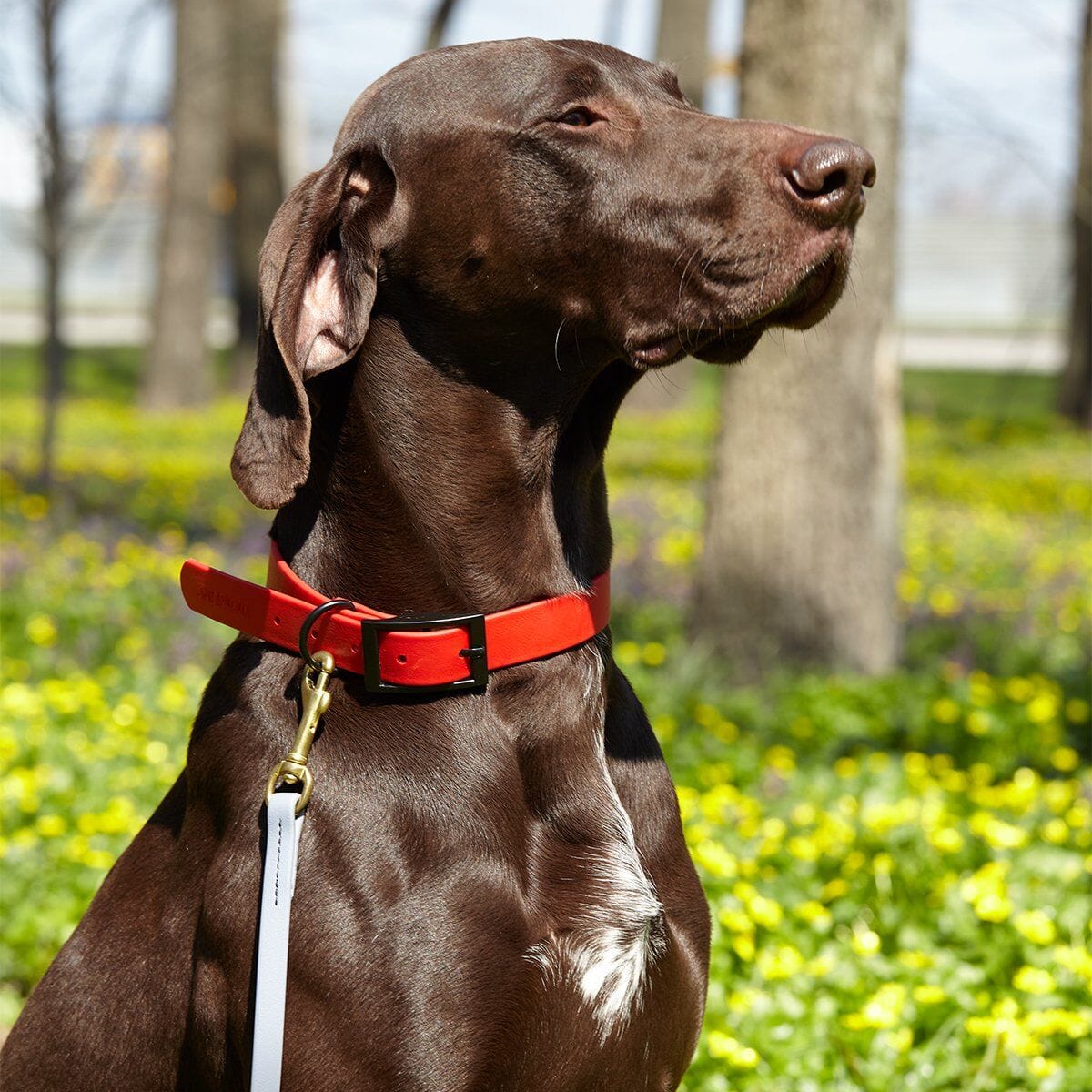 Dogline Viper Biothane Working Lead 6 ft - Angler's Pro Tackle & Outdoors