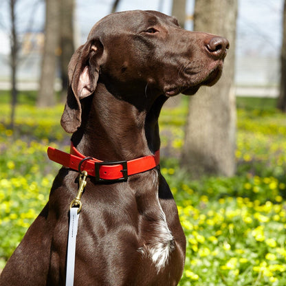 Dogline Viper Biothane Working Lead 6 ft - Angler's Pro Tackle & Outdoors