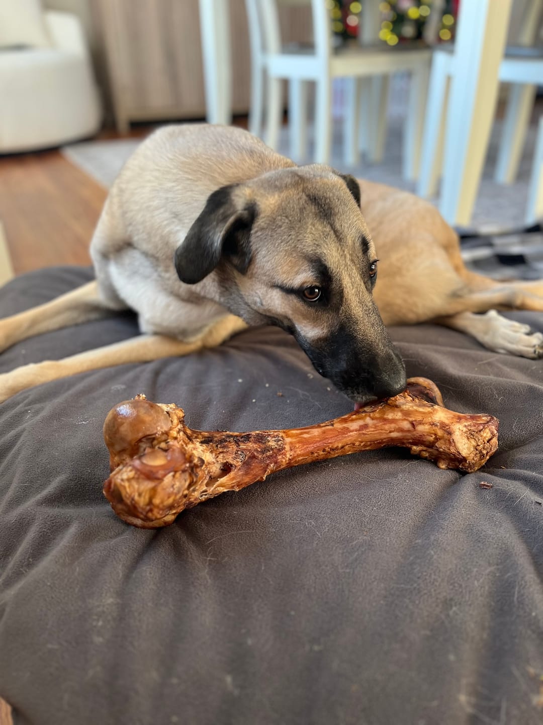 Bully Bunches - Monster Femur Bone
