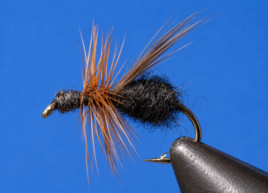 Stone Creek Ants